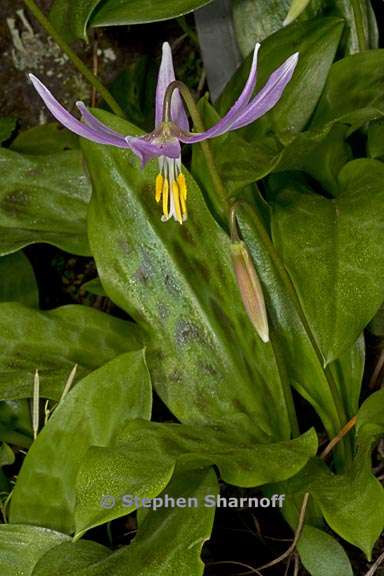 erythronium revolutum 5 graphic